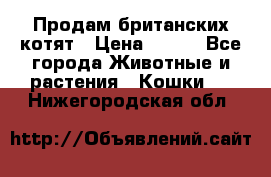 Продам британских котят › Цена ­ 500 - Все города Животные и растения » Кошки   . Нижегородская обл.